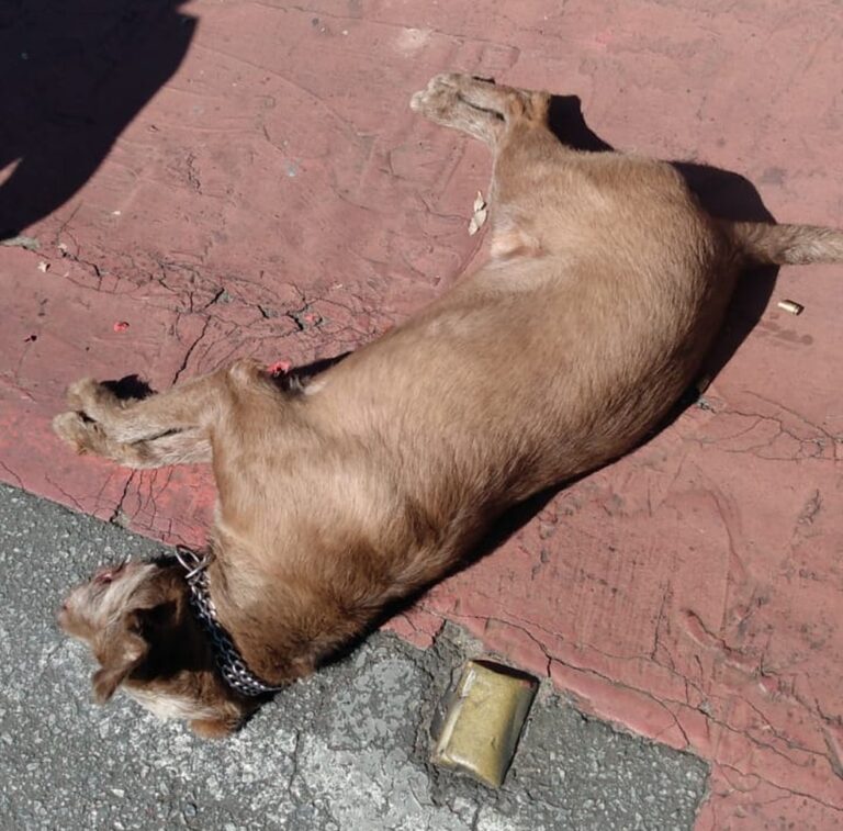 Policial militar de Belo Horizonte atira no cachorro em plena luz do dia